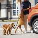 Comfortable Dog Seat Belt Harness for Car - 2-in-1 Leash & Restraint | Strong, Durable, & Reflective | Adjustable Bungee & 360 Swivel Attachment | Easy-to-Use Black Design - Buy Online on SooperMarket.com
