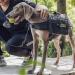 OneTigris Mammoth Dog Backpack 2.0 - Tear-Resistant Camping & Hiking Backpack for Medium/Large Dogs (M Black) - International Shipping Available - Buy Online on SooperMarket.com
