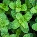 Pranarom Peppermint Essential Oil 0.17 fl oz (5 ml) - Pure Aromatherapy & Wellness - Buy Online on SooperMarket.com