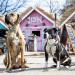 Max & Molly H-Harness - Sweet Pineapple | Premium Pet Gear for International Shipping - Buy Online on SooperMarket.com