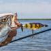 Cotton Cordell Crazy Shad 3 3/8oz Topwater Fishing Lure - Bluegill - Buy Online on SooperMarket.com