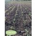 Buy Organic German Chickpeas - Value Pack | Homegrown Natural Vegan High Germination Capacity - Buy Online on SooperMarket.com