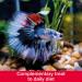 King British | Bloodworm Treats | For All Coldwater Tropical & Marine Fish Turtles & Terrapins | High Protein & Iron | Provides Excellent Colour & Condition | Complementary Treats | 7g Single - Buy Online on SooperMarket.com