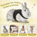 Adjustable Soft Rabbit Dishes & Elastic Leash for Small Animals | XL Black Pet Dishes & Walking Leash for Bunnies & Cats - Buy Online on SooperMarket.com