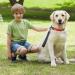 Short Dog Leash with Padded Handle | Reflective Nylon for All Dog Sizes | 32cm Training Leash - Buy Online on SooperMarket.com