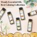 EUQEE Woody Aromatherapy Essential Oils Set - Eucalyptus, Cedarwood, Sandalwood, Frankincense, Cinnamon, Myrrh - 6 x 10ml White Bottles - Buy Online on SooperMarket.com