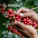 Ultimate Coffee Gift Set: 5 Specialty & Organic Estates for Outdoor Lovers | Perfect Gift for Men & Women | Brew Anytime Anywhere - Buy Online on SooperMarket.com