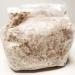 Phoenix Oyster Mushroom Grain Spawn - 1 lb. Ready to Use
