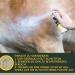 First Aid Set for Horses - Silver Spray & Zinc Ointment for Wound Healing Protection & Disinfection | 250ml & 200ml Options for Pets & Livestock - Buy Online on SooperMarket.com