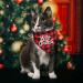 STMK Holiday Cat Bandana Collar with Bell - Festive Christmas, Thanksgiving, Halloween Design for Cats and Kittens - Buy Online on SooperMarket.com