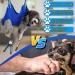 Buy Ovtexzog Dog Care Hammock Harness - Nail Claw Cutting Tool for Small Dogs (Up to 6kg) - Blue - International Shipping Available - Buy Online on SooperMarket.com