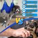 OVTEXZOG Dog Grooming Hammock Harness Dog Sling for Nail Clipping/Trimming Pet Grooming Restraint Bag with Nail Clippers Trimmer Dog Grooming Supplies Kit for Claw Care (X-Small 14LB Max/Blue) - Buy Online on SooperMarket.com