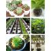 2LBS Brown Leca Clay Pebbles for Plants & Orchids | Hydroponic Grow Media & Horticultural Drainage - Buy Online on SooperMarket.com