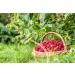 Organic Raspberry Powder 1lb - Non-GMO Vegan Superfood with Essential Nutrients - Ideal for Juices & Smoothies - Includes Maltodextrin - 1lb Pack - Buy Online on SooperMarket.com