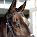 HORZE Prescott Figure 8 Bridle - Brown, Horse Size - Buy Online on SooperMarket.com