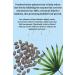 Saw Palmetto Hair Loss Treatment - Essential Oils for Hair Growth Strengthen Roots & Reduce Hair Loss - Buy Online on SooperMarket.com