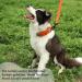 Buy Tag Trag Dog Leash - 5m Waterproof Training Line for Small & Medium Dogs | Easy to Clean Durable with Handle & D-Ring International Shipping Available - Buy Online on SooperMarket.com
