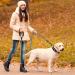 Haapaw Reflective Dog Collar - Soft Neoprene Breathable Nylon for Small & Medium Dogs (Large - 1 Pack) | Red | International Shipping Available - Buy Online on SooperMarket.com