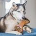 Benebone Dental Dog Chew Toy for Aggressive Chewers - Long Lasting - Made in USA with REAL Bacon - Medium - Buy Online on SooperMarket.com