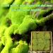 Preserved Moss Pole - 1.5 sq. Ft Decorative Moss for DIY Crafts and Wall Decor (Yellow Green) - Buy Online on SooperMarket.com