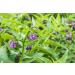 Buy Ora's Amazing Herbal Unscented Face Oil - Organic Calendula Thyme Rosehip | Lightweight Nourishing Serum 1 oz - Ship Internationally - Buy Online on SooperMarket.com
