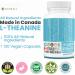 HIGH POTENCY L-Theanine Supplements 250mg Stress Support Improved Sleep Promotes Calm & Relaxation Anxiety Relief Natural Vegan Gluten Free. 120 Capsules 1 Pack 120 count (Pack of 1) - Buy Online on SooperMarket.com