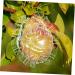 Gogogmee Shaped Fruit Shaper Reusable Forming Novel Shaping Ginseng Vegetable - Buy Online on SooperMarket.com
