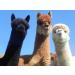 ALPACA BIRD NESTING MATERIAL - Buy Online on SooperMarket.com