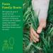 Amazing Grass Green Superfood Energy Organic Powder with Wheat Grass and Greens Flavor: Lemon Lime 30 Servings 7.4 Ounces - Buy Online on SooperMarket.com