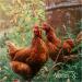 Verm-x Pellets Poultry & Fowl Health Supplement 250g 250 g (Pack of 1) - Buy Online on SooperMarket.com