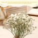 Dried Babys Breath Flowers Bulk - 200 Pcs Ivory White Gypsophila for Wedding, Christmas, and Crafts - Buy Online on SooperMarket.com