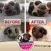 Natural Dog Paw Balm for Hot Pavement Protection | Paw Wax for Dry & Cracked Paws | Paw Moisturizer for Cats & Dogs - Buy Online on SooperMarket.com