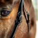 HORZE Weston Padded Leather Horse Bridle with Flash Noseband & Web Reins - Brown | Snaffle Bridle - Buy Online on SooperMarket.com