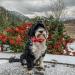 Shop Lionheart Glory Christmas Checkered Dog Collar & Bowtie - Adjustable & Comfortable for Medium Dogs - Ideal Holiday Accessory - Buy Online on SooperMarket.com