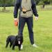 Total Pet Dog Treat Pouch Bag - Silicone, Belt & Clip, Magnetic Closure | Ideal for Puppy & Dog Training/Walking - Buy Online on SooperMarket.com
