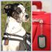 Personalized Dog Day Chains | 2-Piece ID Set with Embossing | Custom Text & Motifs | Military Equipment - Gold Finish - Buy Online on SooperMarket.com