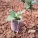 Saterkali 100Pcs Planting Bag High Performance Easy to Use Degradable Nursery Bag for Planting 12cm x 15cm - Buy Online on SooperMarket.com