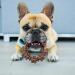 Nylabone Power Chew Textured Ring Dog Toy â€“ Tough Chew for Aggressive Chewers, Bold Flavor, Made in USA - Buy Online on SooperMarket.com