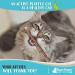 Raw Paws Silvervine Catnip Sticks 30-ct - Natural Matatabi Chew Toys for Indoor Cats - Silver Vine Kicker Toy - 30-pack - Buy Online on SooperMarket.com