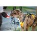 Julius-K9 Mantrailing & Outdoor Dog Harness - XS UV Orange with Neon Edge | International Shipping Available - Buy Online on SooperMarket.com