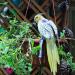 Newsmy Bird Harness Adjustable Feather Tether Parrot Harness Leash Outdoor Training Carrier for Budgerigar Lovebird Cockatiel Mynah Cockatoo Parakeet Macaw (Blue S) - Buy Online on SooperMarket.com
