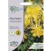 Mr Fothergill's - RHS Aquilegia Yellow Queen