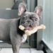 Interpet Nylabone Dura Chew - Y-Shaped Wolf Chewing Bone | Long-Lasting MM Chicken Flavor | International Shipping Available - Buy Online on SooperMarket.com