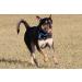 Buy Chuckit! Ultra Ball XXLarge & Ultra Tug Large Bundle - Premium Dog Toys for Active Pets - International Shipping Available - Buy Online on SooperMarket.com
