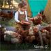 Verm-x Pellets Poultry & Fowl Health Supplement 250g 250 g (Pack of 1) - Buy Online on SooperMarket.com