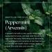 Nikura Peppermint (Arvensis) Essential Oil - 50ml | 100% Pure Natural | Hair Care, Spider Repellent, Energy Boost, Candle Making | Skin Care, Headache Relief | Vegan & UK Made - Buy Online on SooperMarket.com