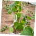 Gogogmee 4pcs Garden Cucumber Star Candy Shaped Growth and Plangting Vegetables Rigid Growing Vessel - Buy Online on SooperMarket.com