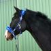 Premium Blue Horse Halter - Sizes: XFull Pony Cob Warmblood | Durable & Stylish Fur Halter - Buy Online on SooperMarket.com