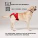 Buy High-Quality Financial Trousers for Dogs 2.0 - Premium Neoprene Diapers for Males - Optimal Airflow No Rod Threading - Large Blue - Buy Online on SooperMarket.com