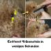 Moki Bear Flea Comb & Lice Comb for Cats & Dogs | Professional Anti-Flea & Lice Tool - Buy Online on SooperMarket.com